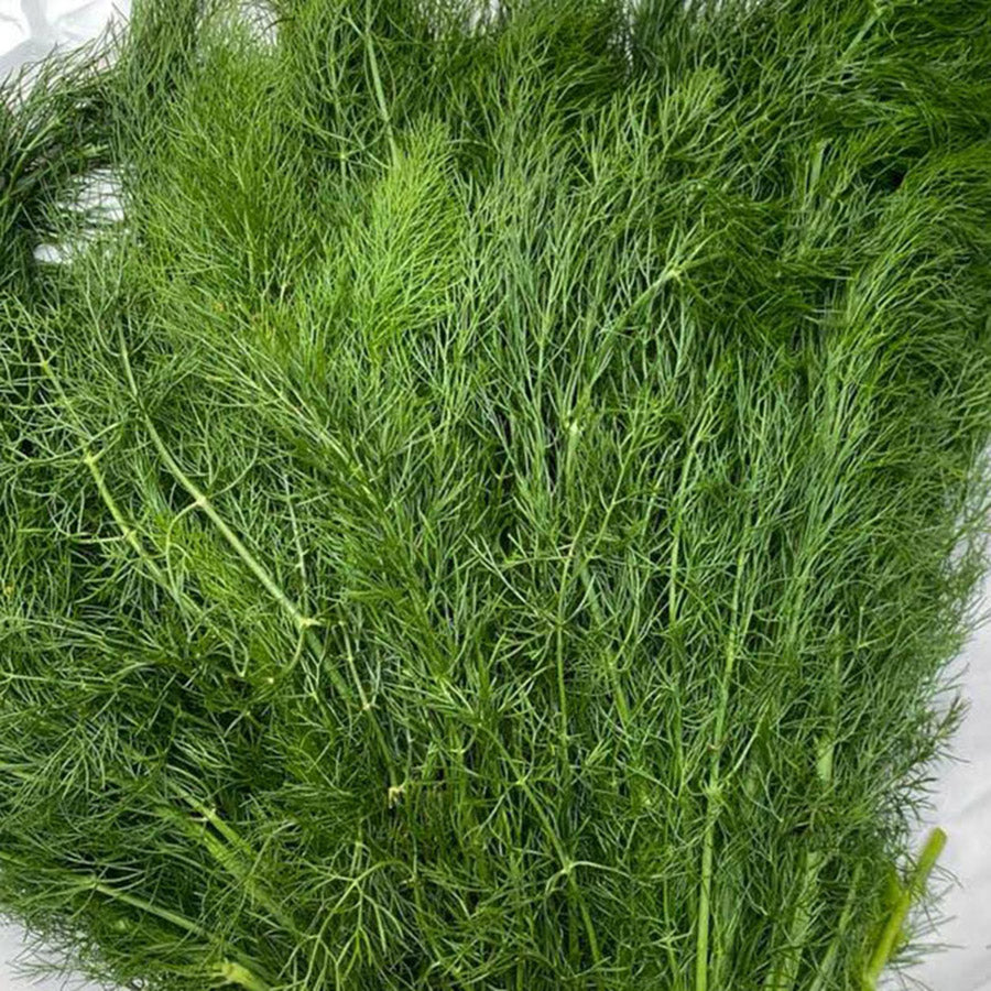 Hinojo Fresco | Aroma y Sabor Natural