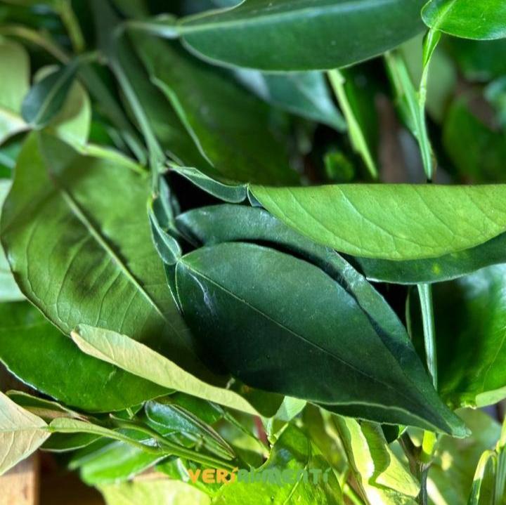 Hojas de Naranjo Frescas | Propiedades Digestivas y Aromáticas