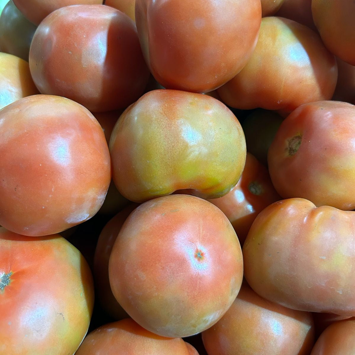 Tomate Milano Fresco - Sabor Intenso y Nutritivo