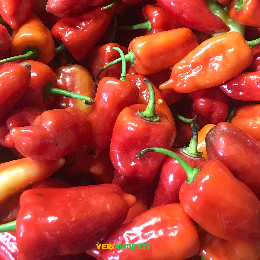 Ají Dulce Fresco y Aromático