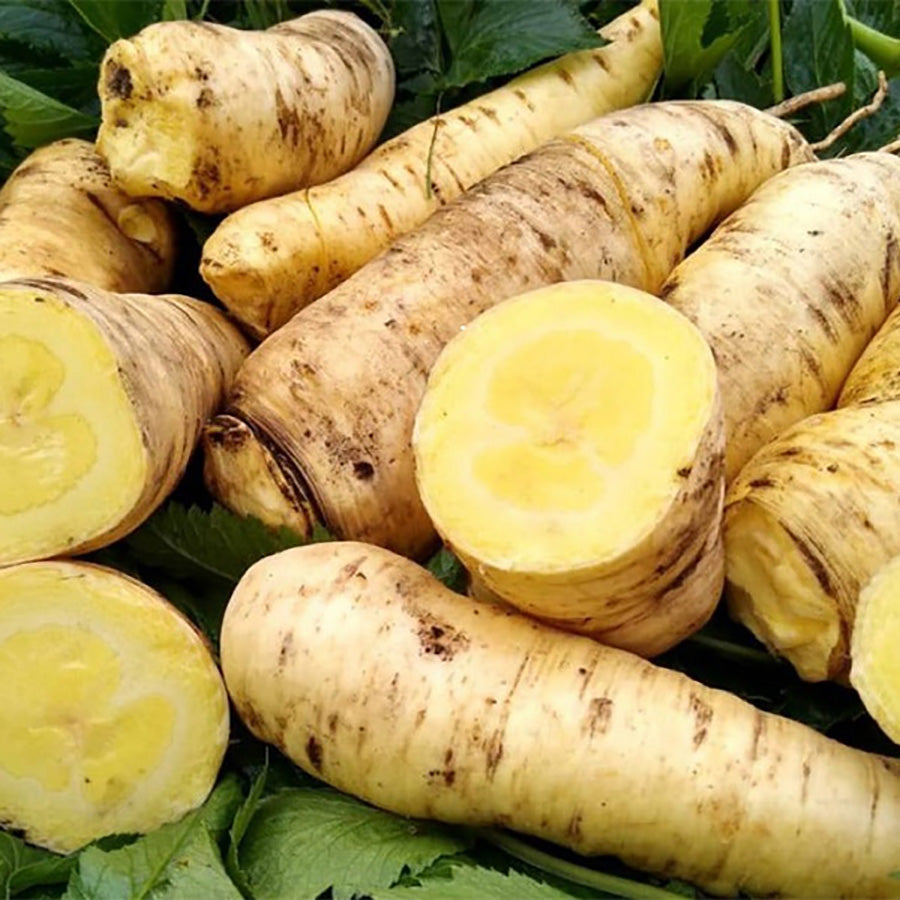 Arracacha Fresca y Nutritiva