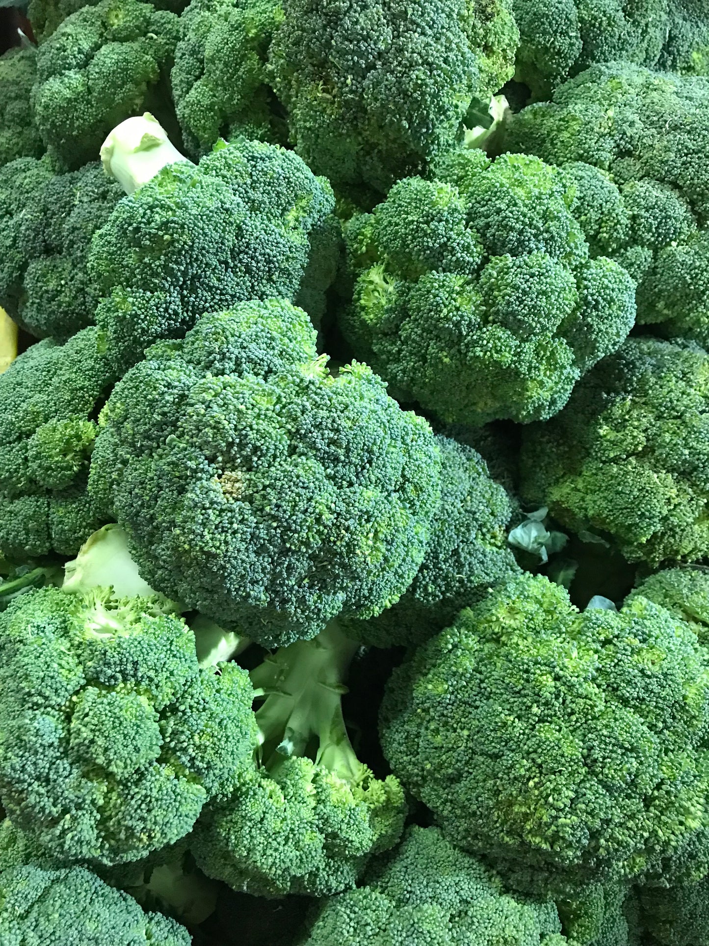 Brócoli Fresco y Nutritivo