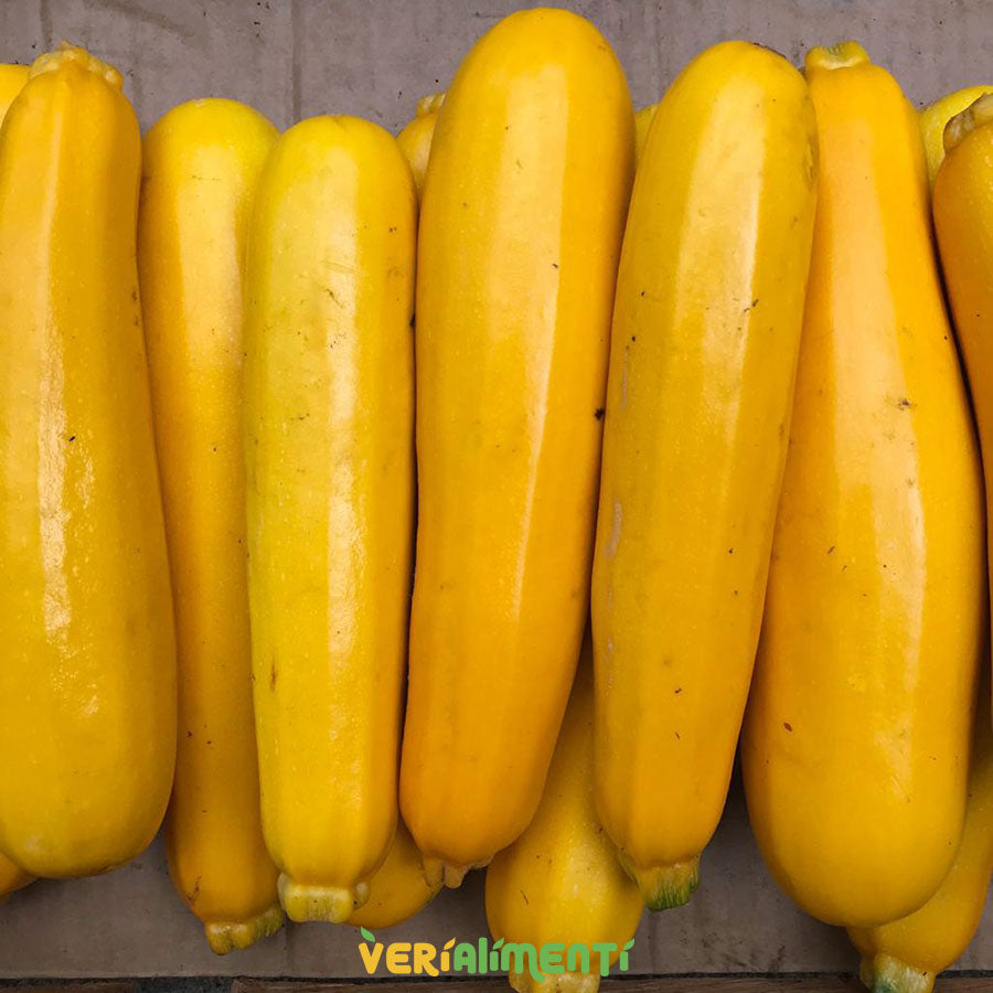imagen de nuestros calabacines/zucchini amarillos