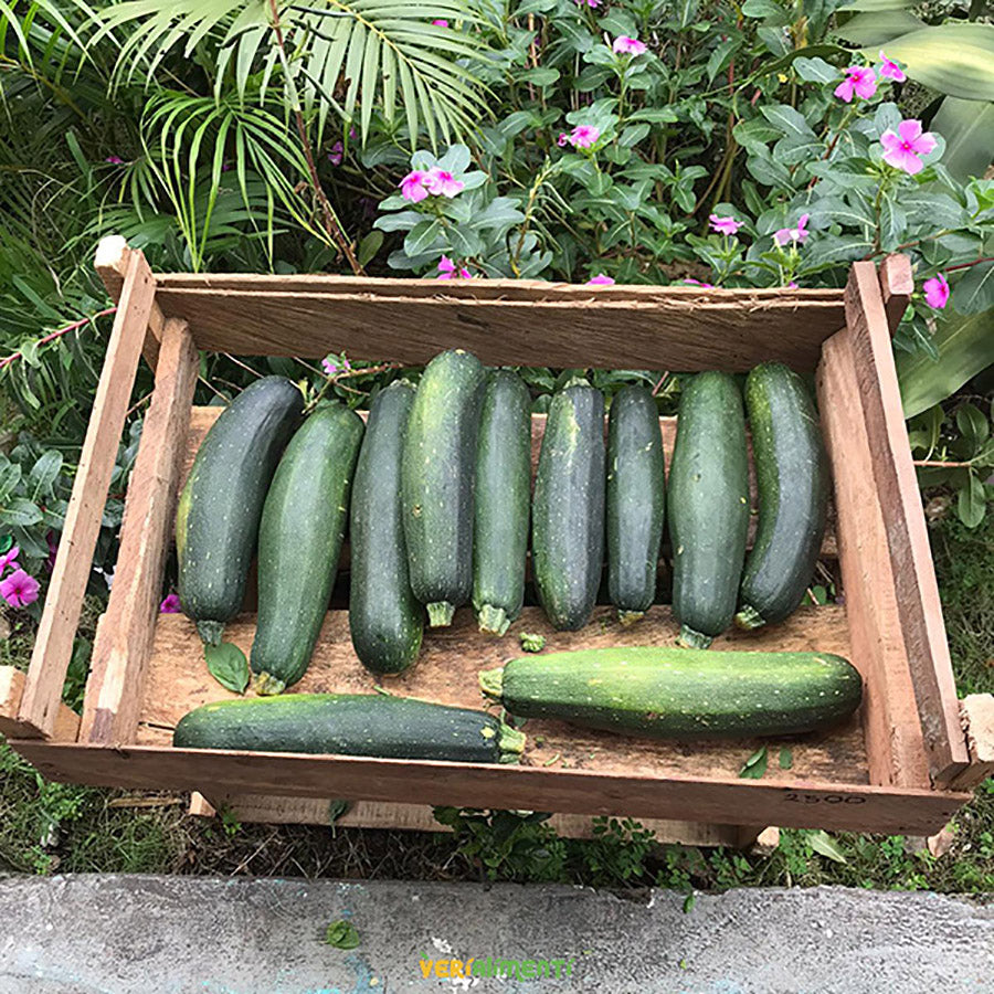 Calabacín Verde Fresco | Zucchini Nutritivo