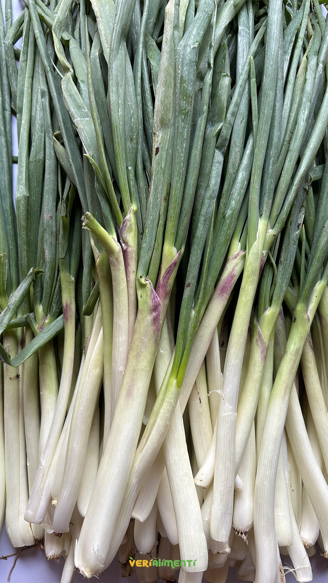 Cebolla Larga Limpia Fresca| Sabor y Nutrición