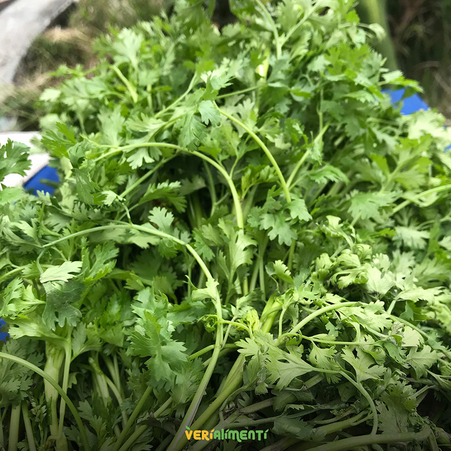 Cilantro Fresco | Aroma y Sabor Natural