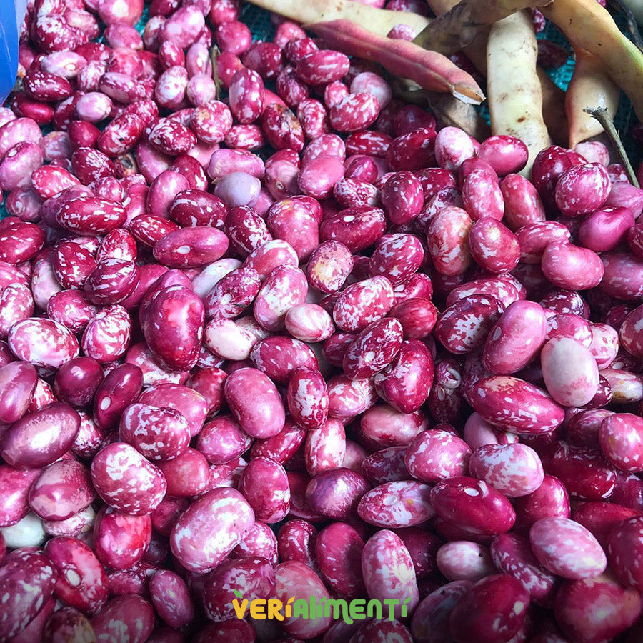 Frijol Verde Fresco | Rico en Nutrientes y Fibra