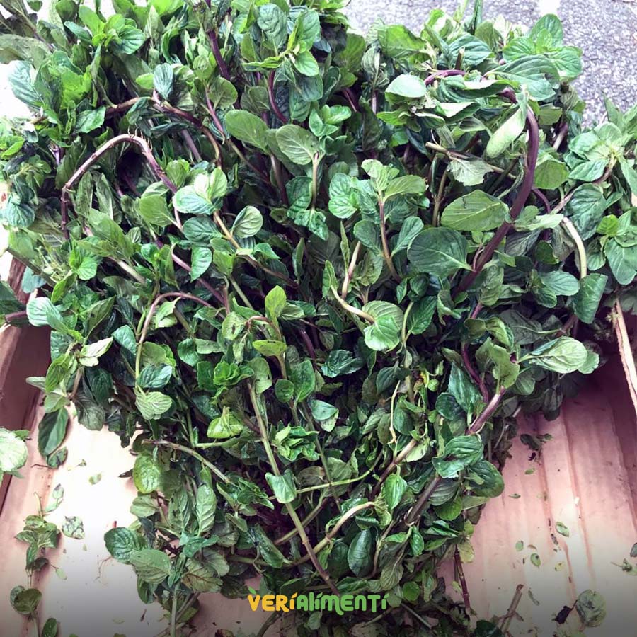 Hierbabuena Fresca | Aromática y Saludable |