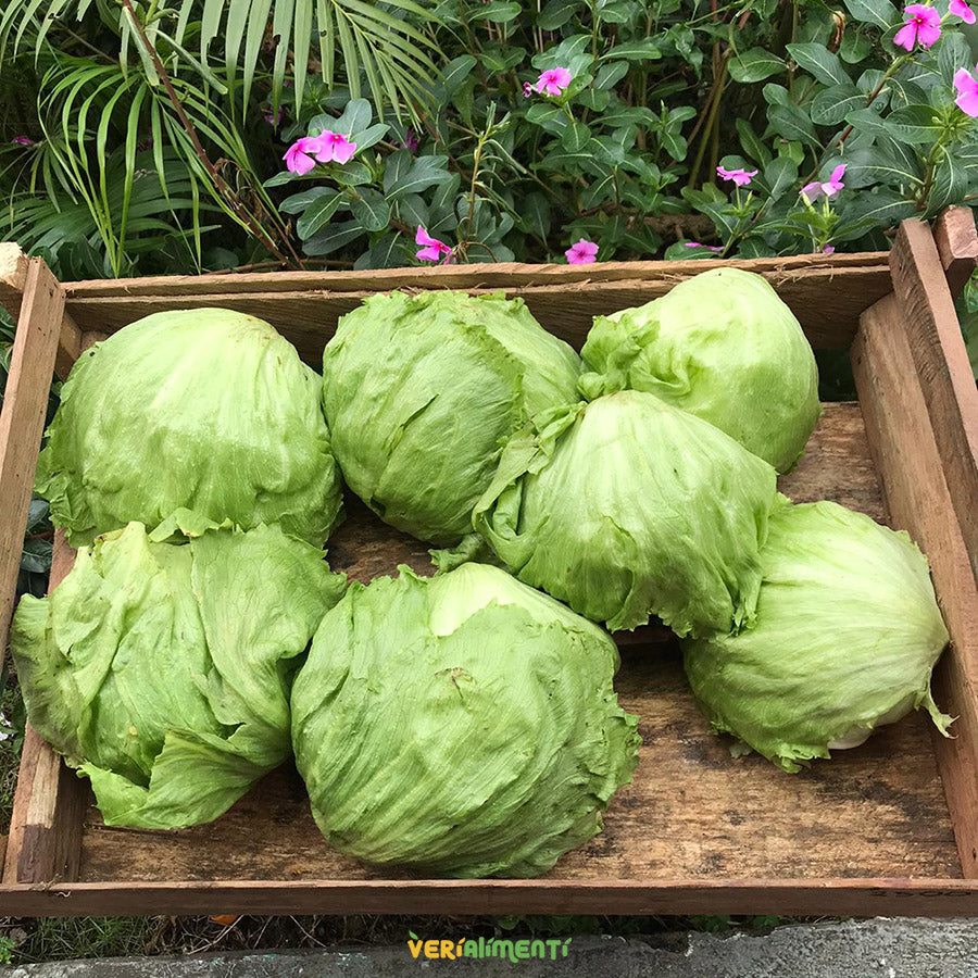 Lechuga Batavia Fresca | Sabor Crujiente y Nutritivo