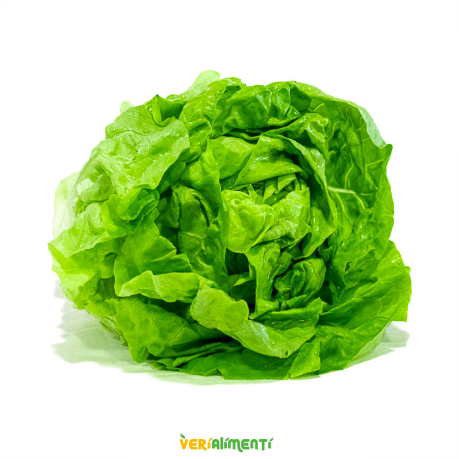 Lechuga Mantequilla Fresca | Textura Suave y Deliciosa