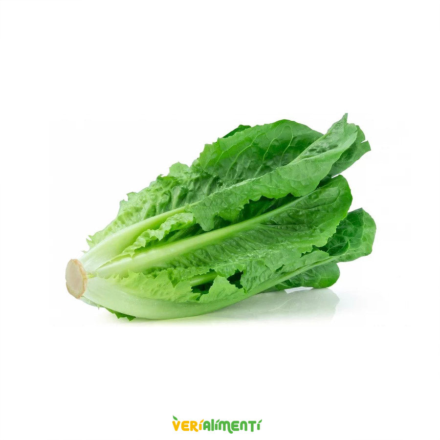 Lechuga Romana Fresca| Ideal para Ensaladas y Platillos Saludables