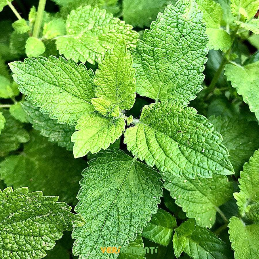 Menta Fresca y Aromática | Sabor y Beneficios Saludables