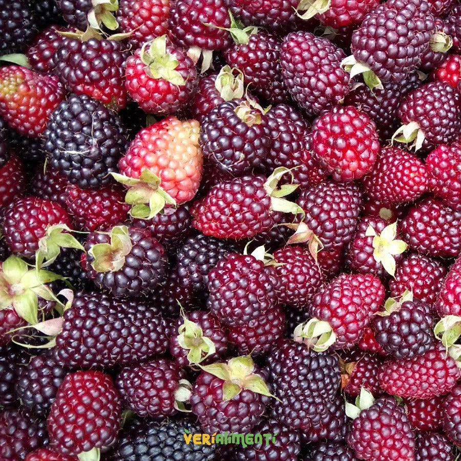 Mora Fresca y Nutritiva | Antioxidantes y Sabor Delicioso