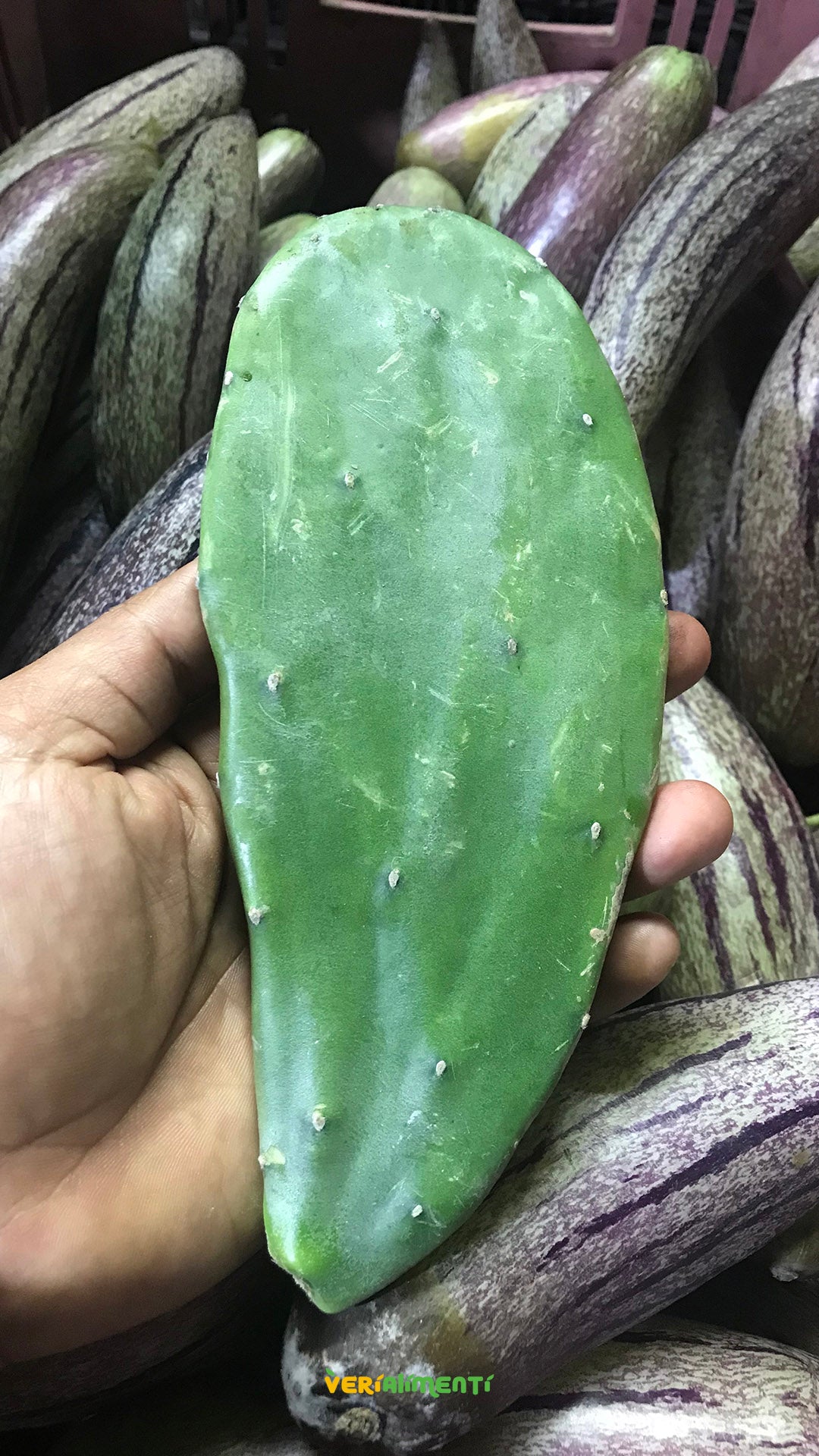 Nopal o Cactus de Higo Chumbo Fresco | Beneficios Saludables