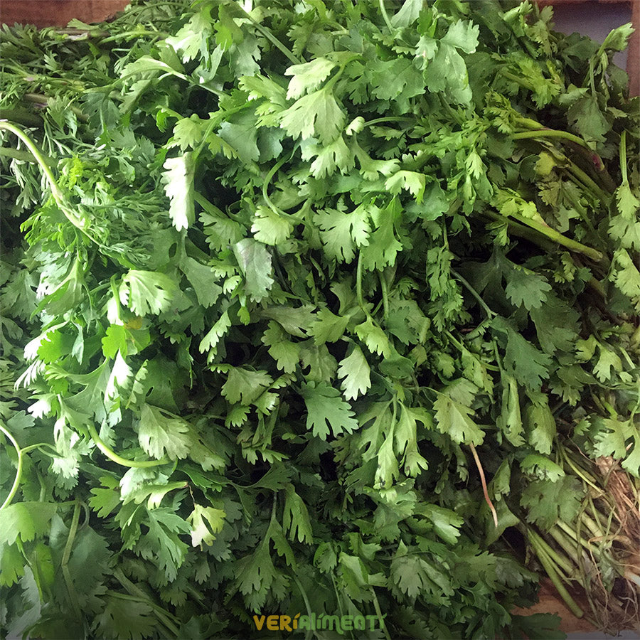 Perejil Liso Aromático