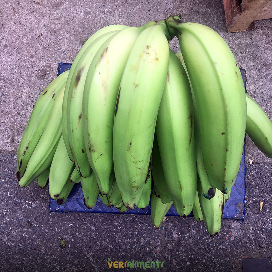 Plátano Hartón Verde - Ideal para Preparaciones Saladas