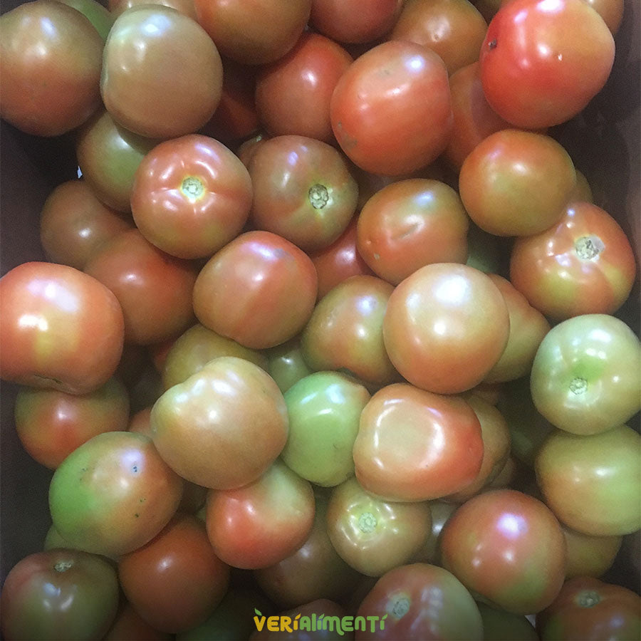 Tomate Chonto Fresco - Sabor Intenso y Nutritivo