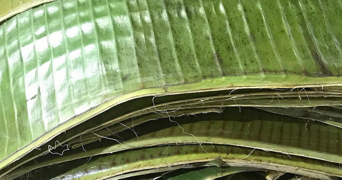 Cómo Elegir las Mejores Hojas de Plátano para Tamales