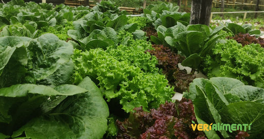 🌿 ¡Nueva alianza directa con invernadero de Lechuga Verde Crespa Premium Orgánica e Hidropónica!