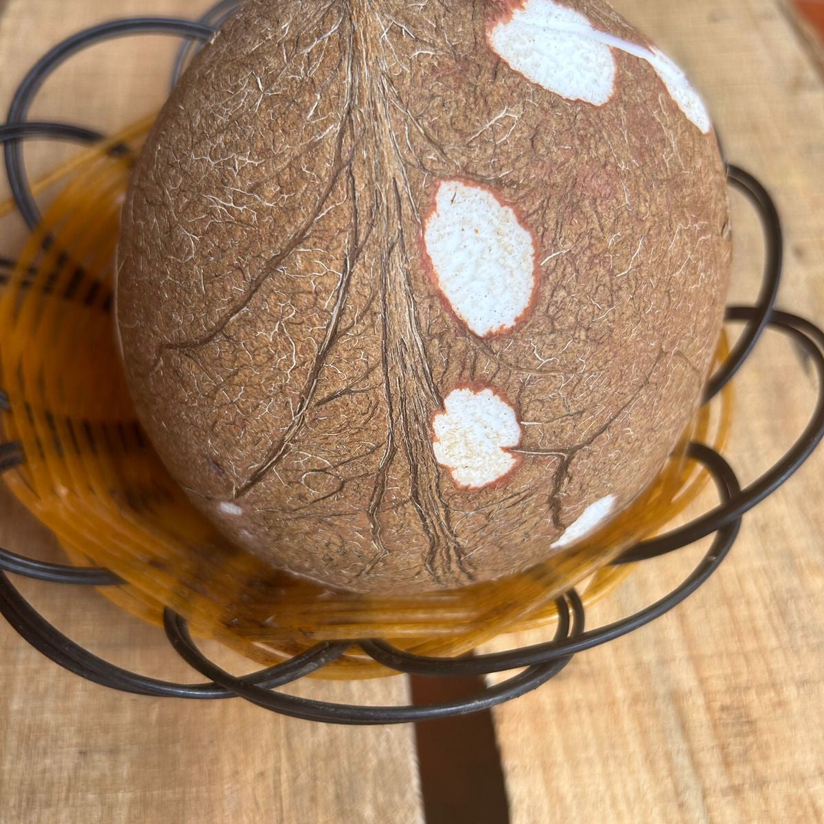 Coco Pelado Fresco - Unidad