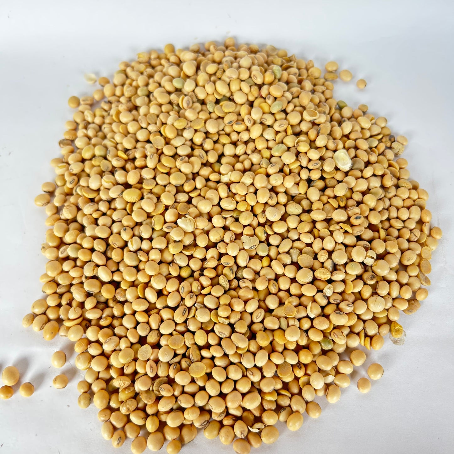 Soya en Grano | Rica en Proteínas y Omega-3