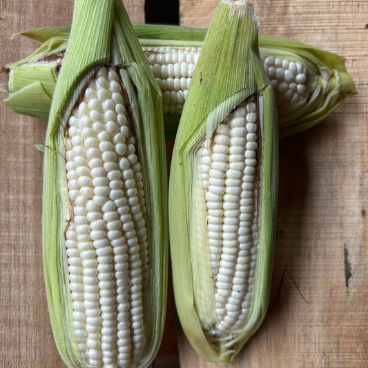 Mazorca Blanca Fresca en Cali | Textura y Sabor Suave