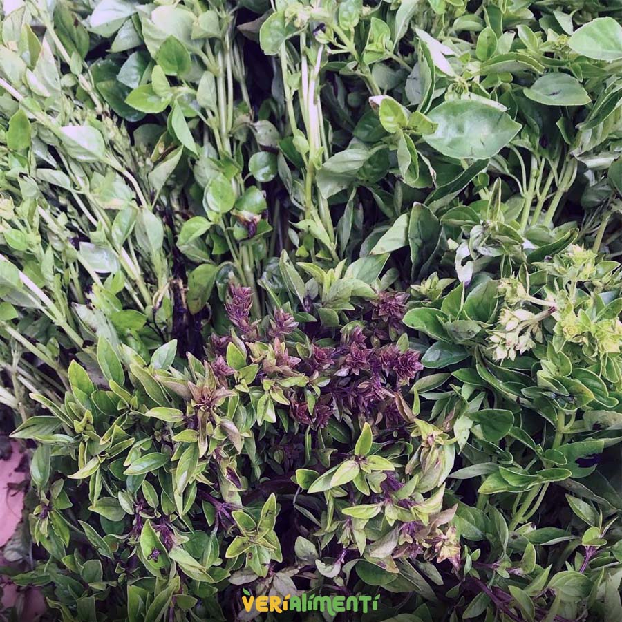 Albahaca Fresca y Aromática