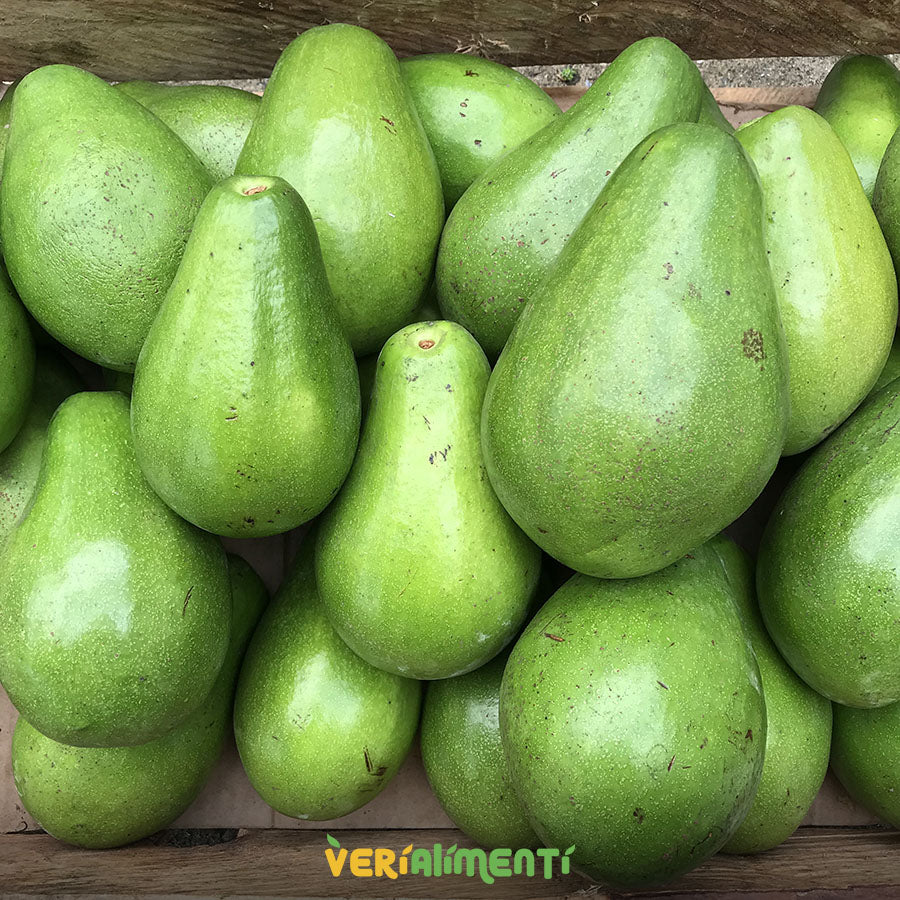 Aguacate Papelillo Cremoso